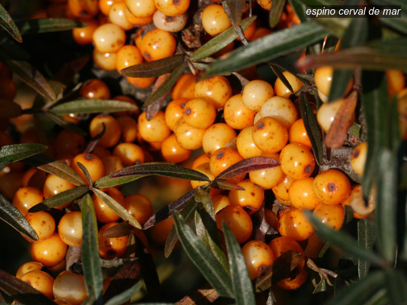 espino cerval de mar hippophae rhamnoides 07 5775