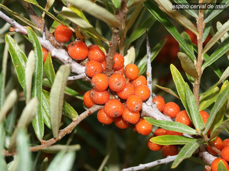 espino cerval de mar hippophae rhamnoides 4687