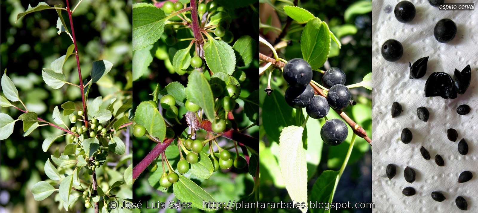 Espino cerval Rhamnus cathartica