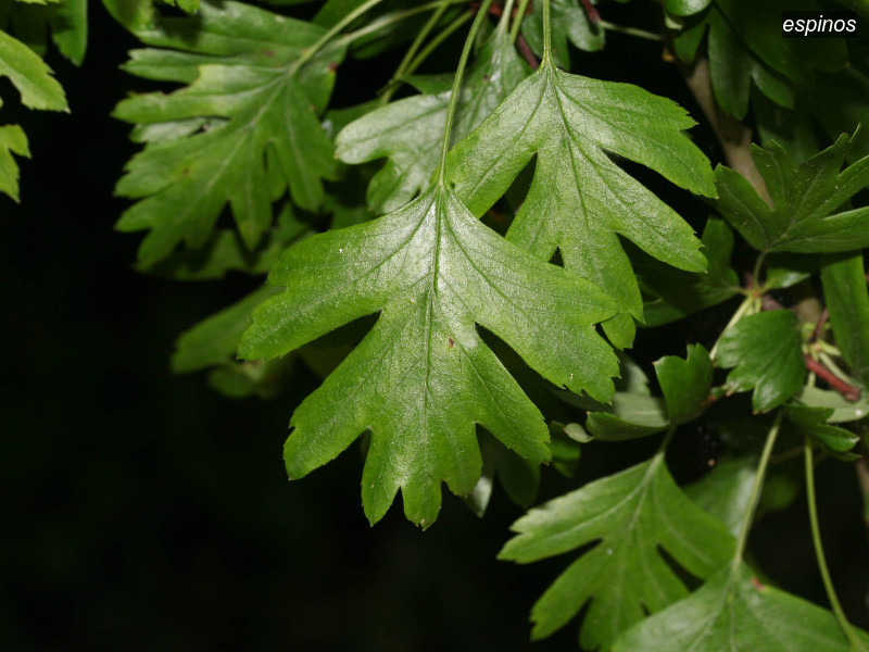 espinos crataegus monogyna 2122