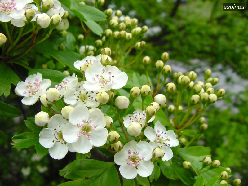 espinos crataegus monogyna eenstijlige meidoorn02