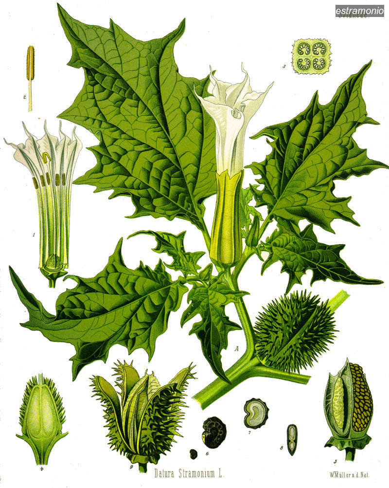 estramonio3