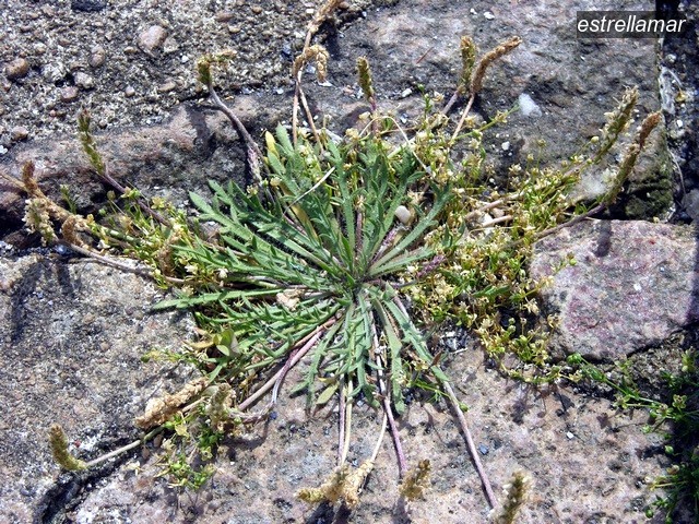 estrellamar1