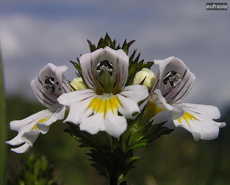 eufrasia1 eufrasia1