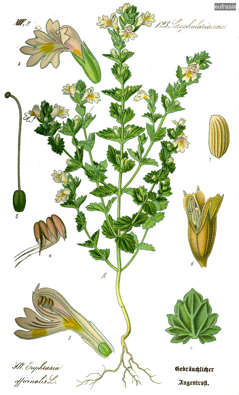 eufrasia2 eufrasia2