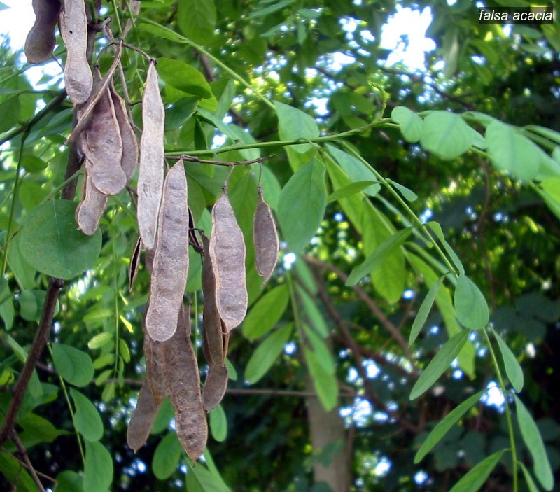 falsa acacia0 falsa acacia0