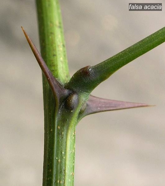 falsa acacia2 falsa acacia2