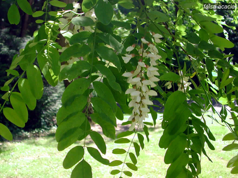 falsa acacia3 falsa acacia3