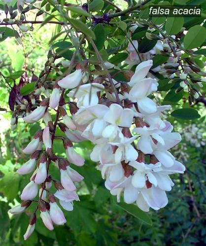 falsa acacia9 falsa acacia9