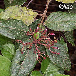 follao3