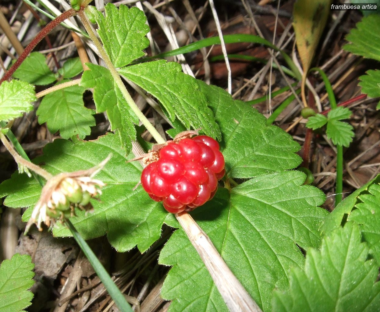 Frambuesa artica0