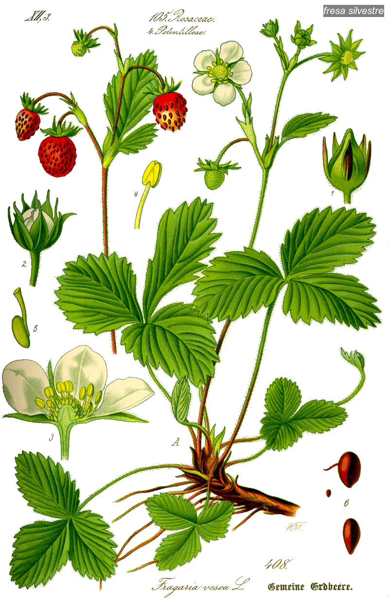 fresa silvestre0