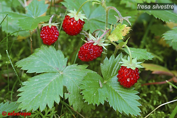 fresa silvestre1
