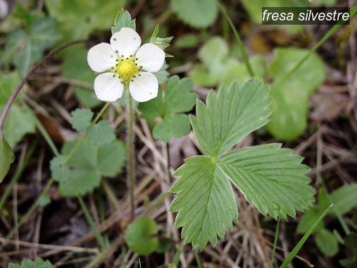 fresa silvestre2