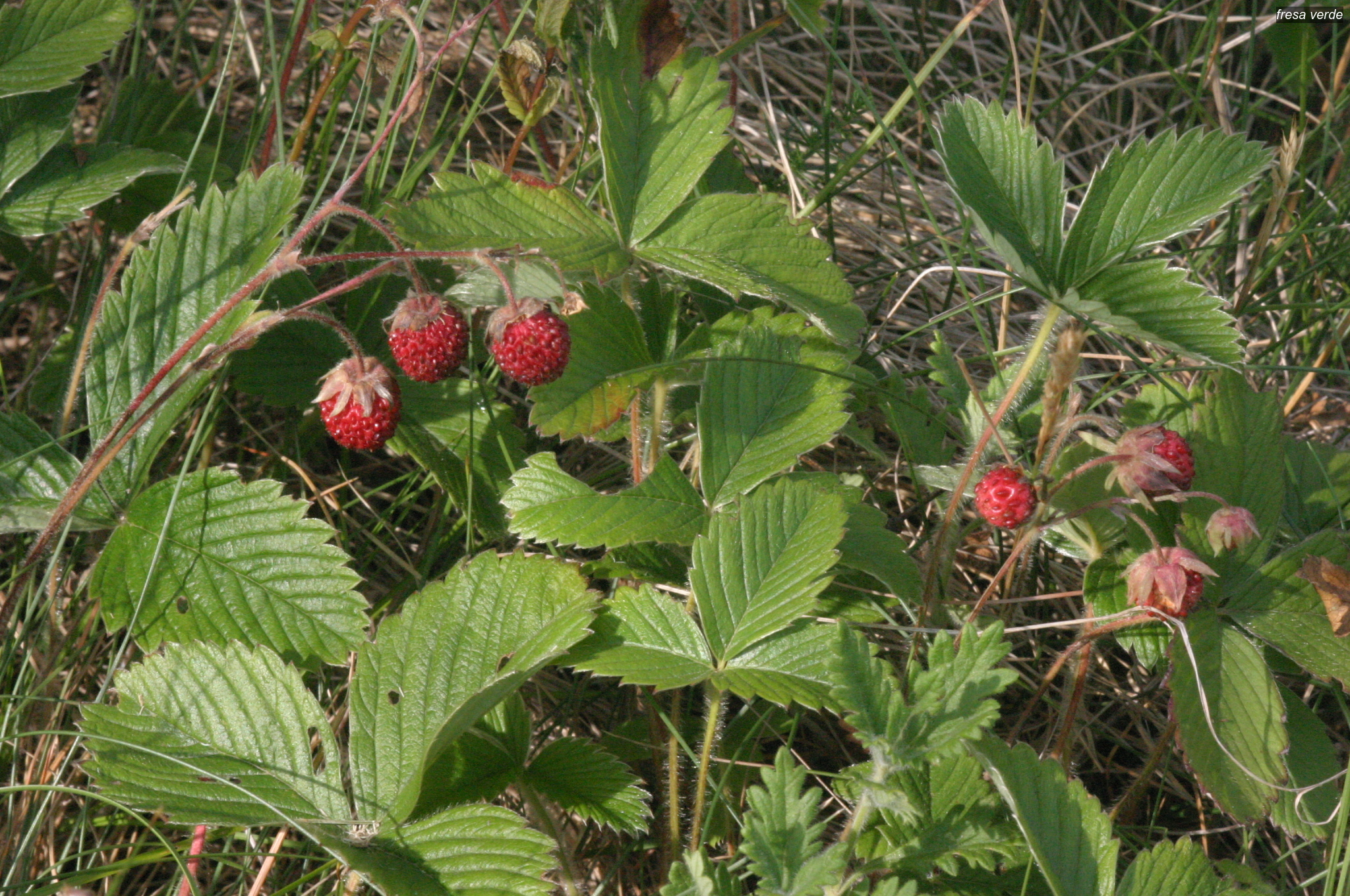 fresa verde1