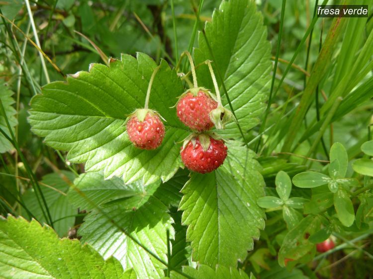 fresa verde2