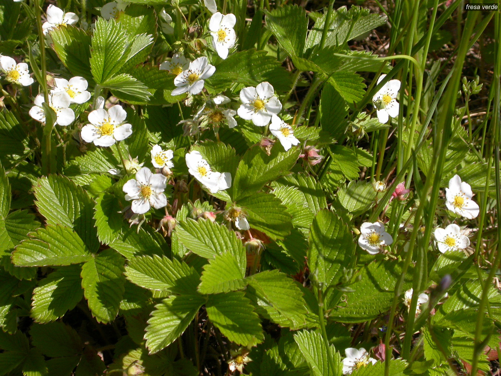 fresa verde3