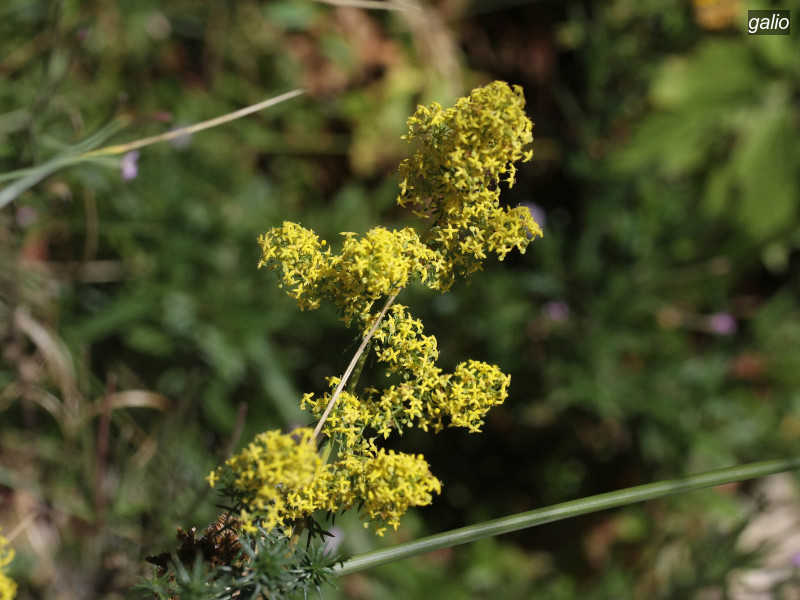 galio galium verum 4416