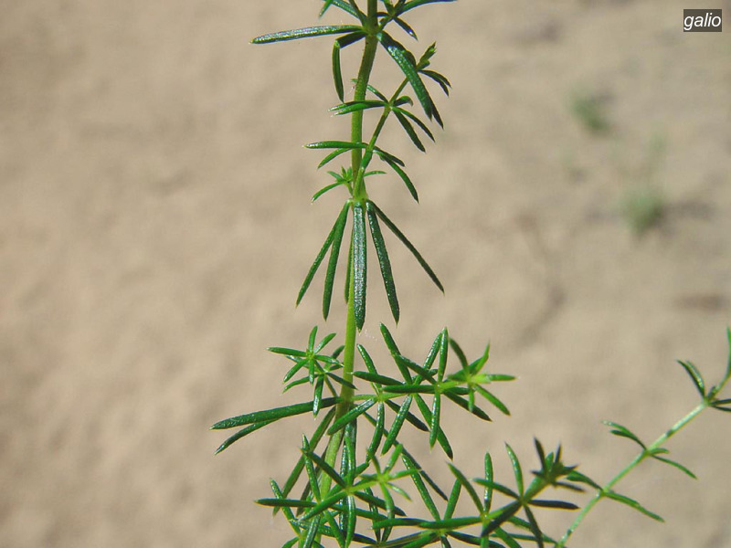 galio galium verum geel walstro04