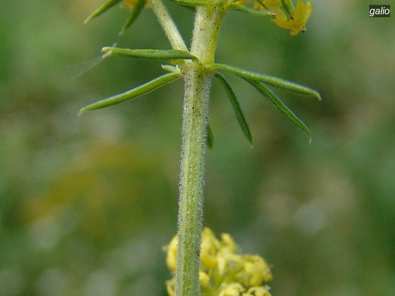 galio galium verum geel walstro 09141