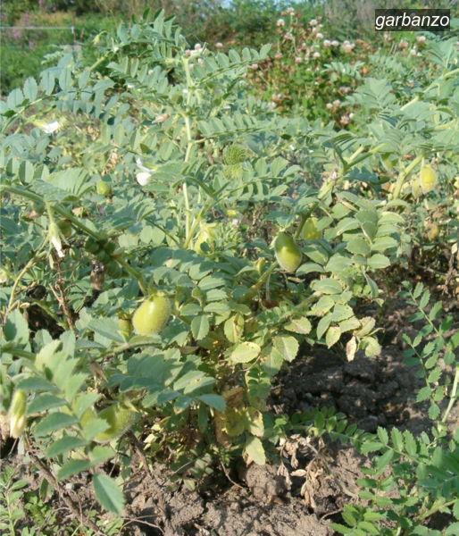 garbanzo9