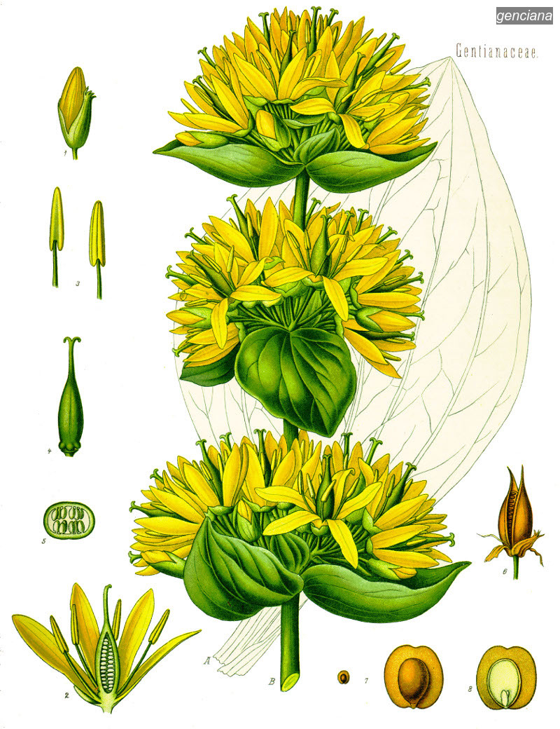 genciana0
