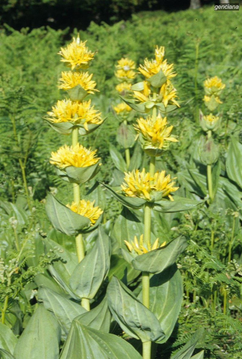 genciana1