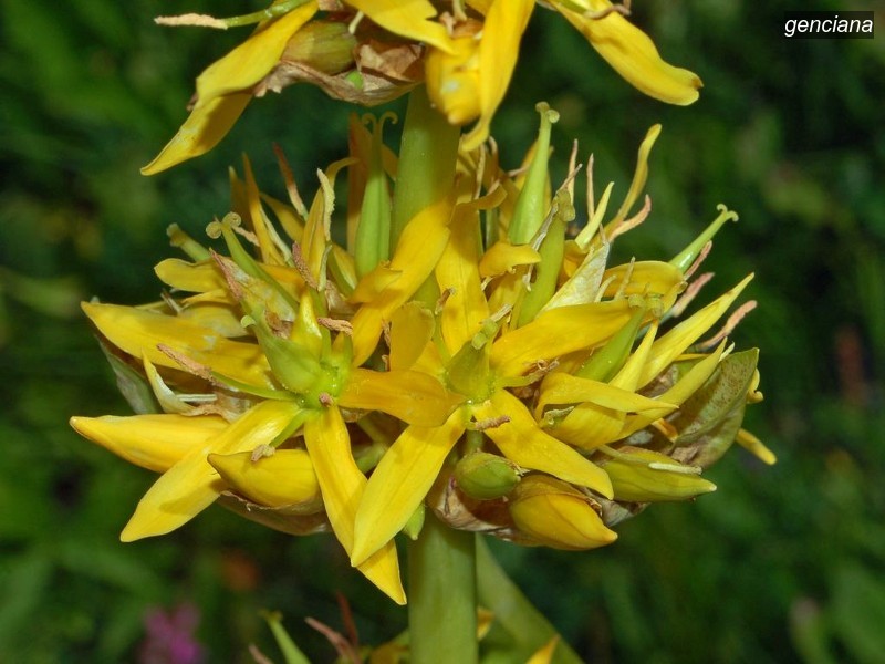 genciana2
