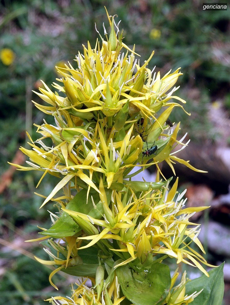 genciana3
