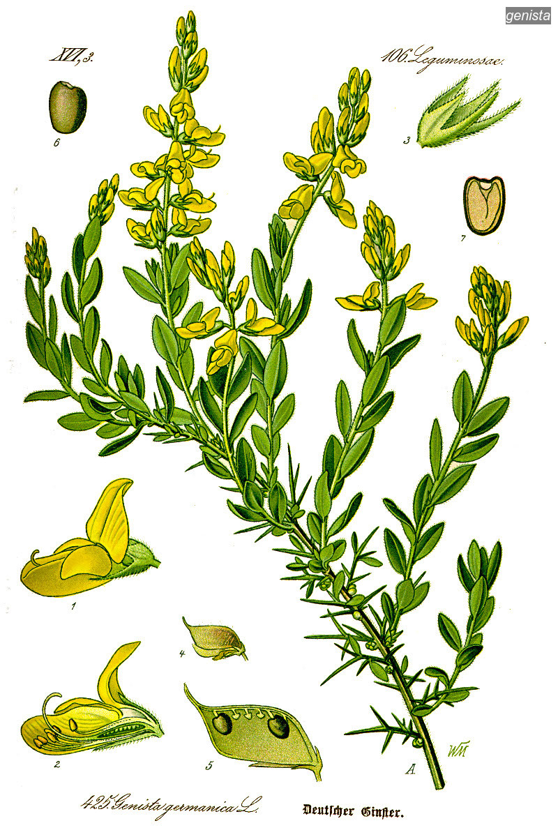 genista0 germanica