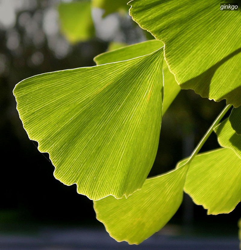 ginkgo0 ginkgo0