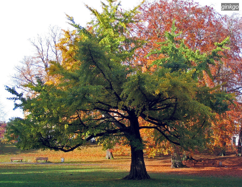ginkgo1 ginkgo1