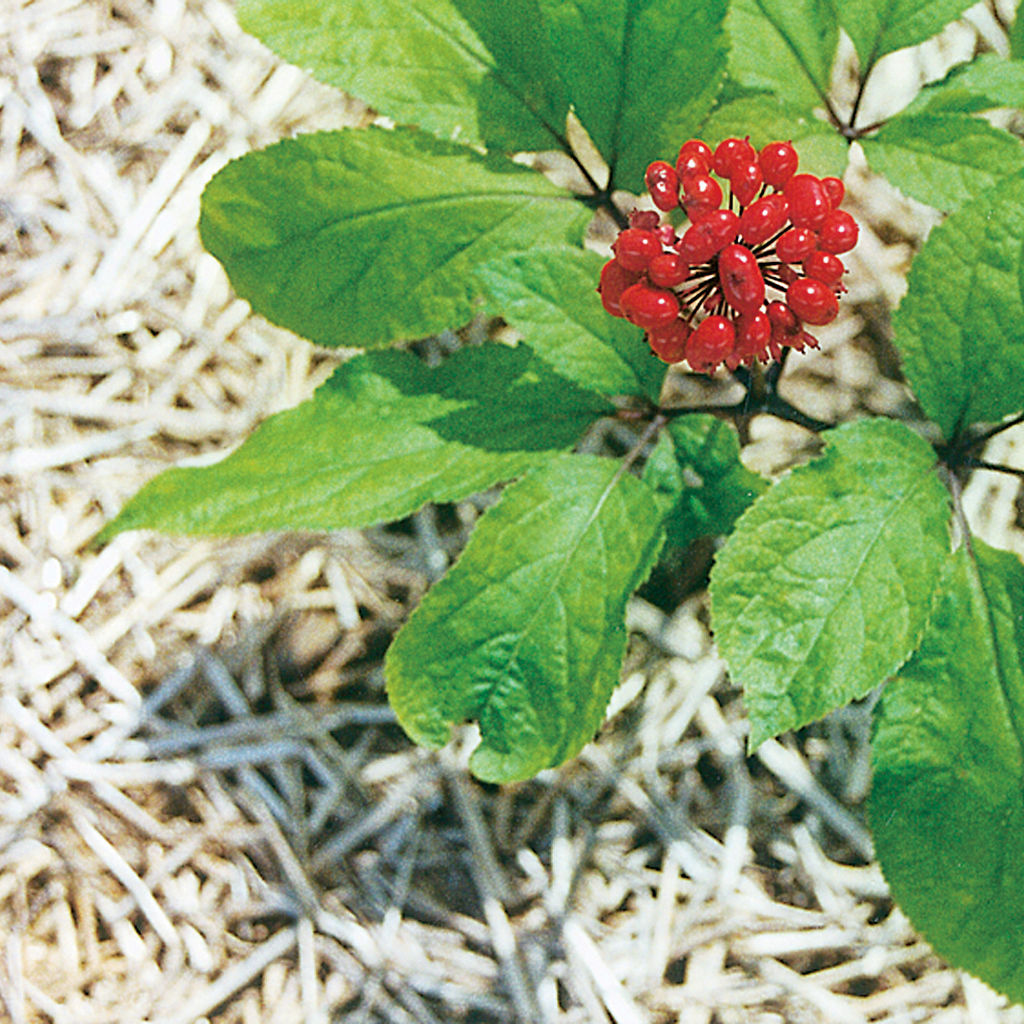 ginseng 01