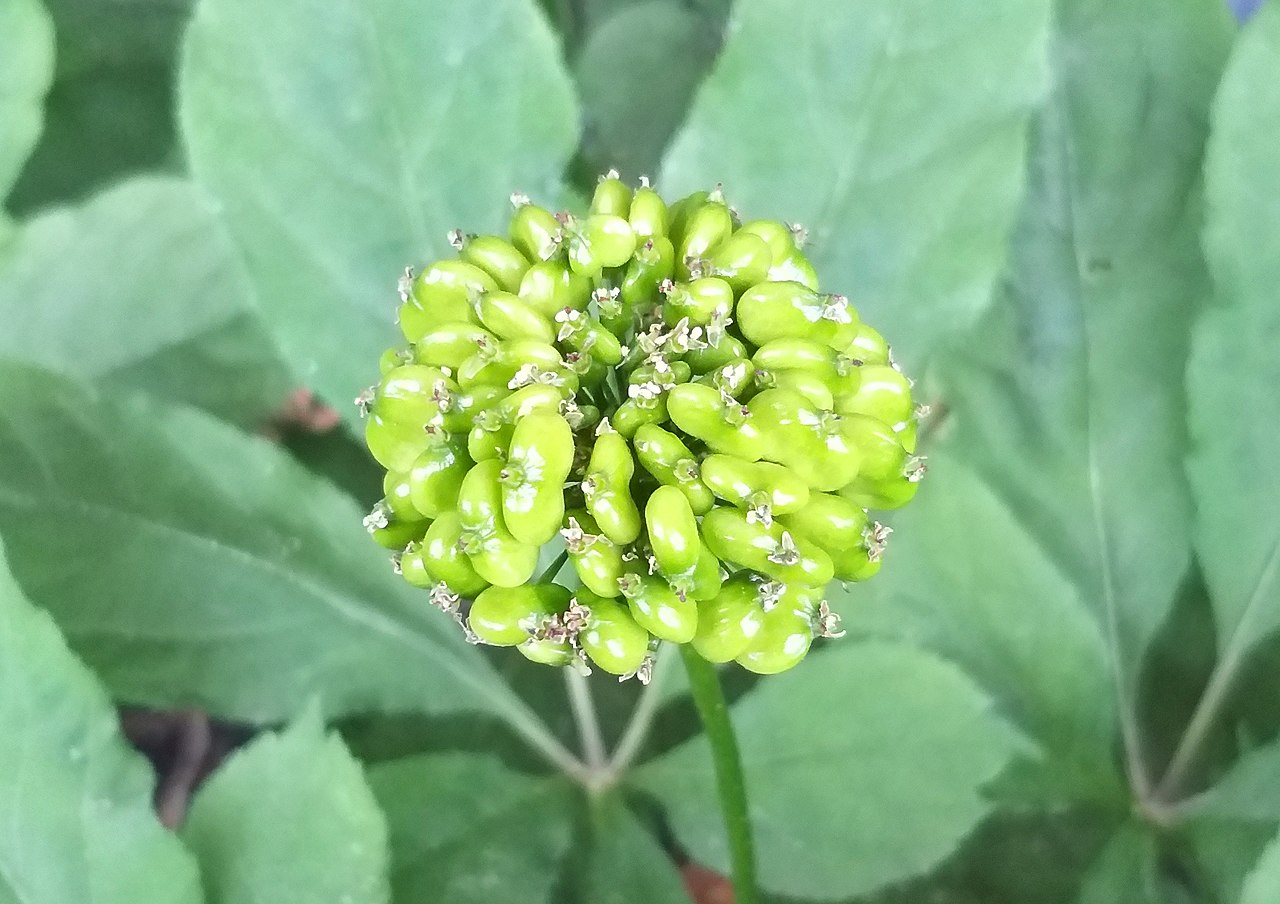 ginseng 06