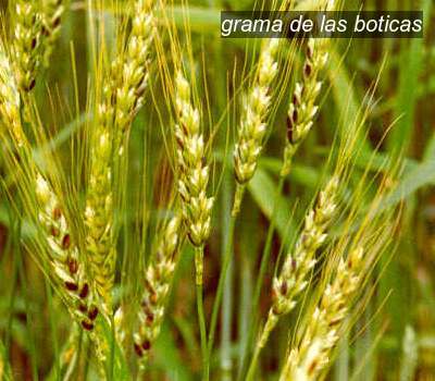 grama de las boticas2
