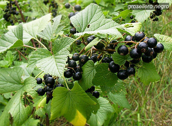 grosellero negro0
