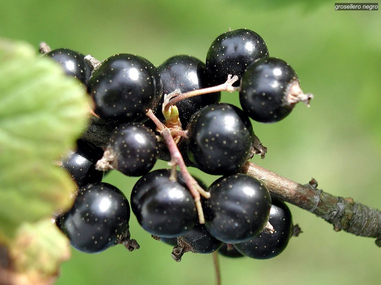 grosellero negro1