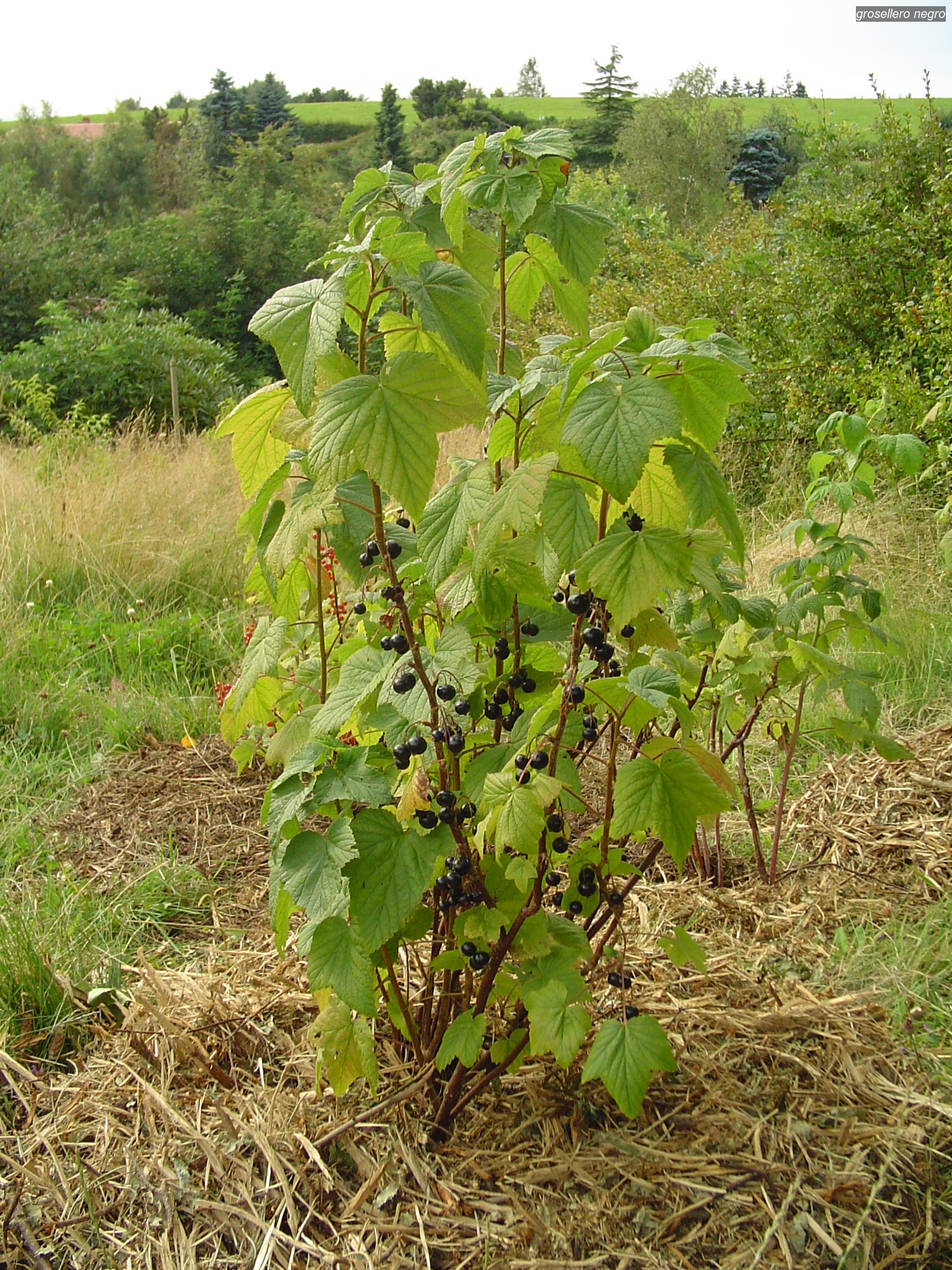 grosellero negro3