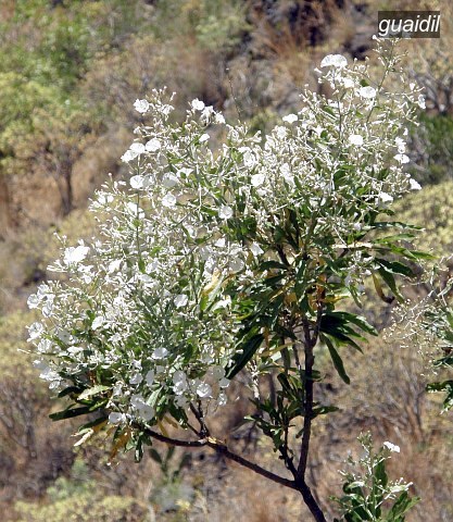 guaidil1