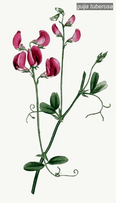 guija tuberosa0