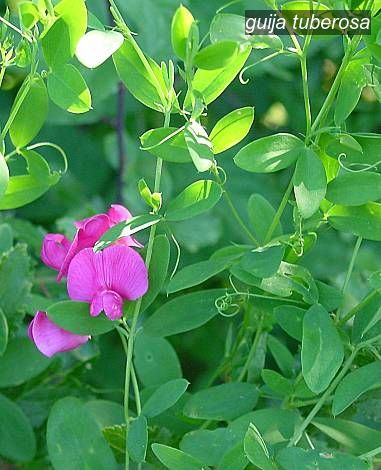 guija tuberosa1