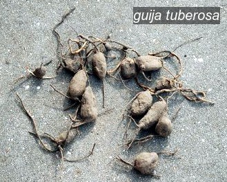guija tuberosa2