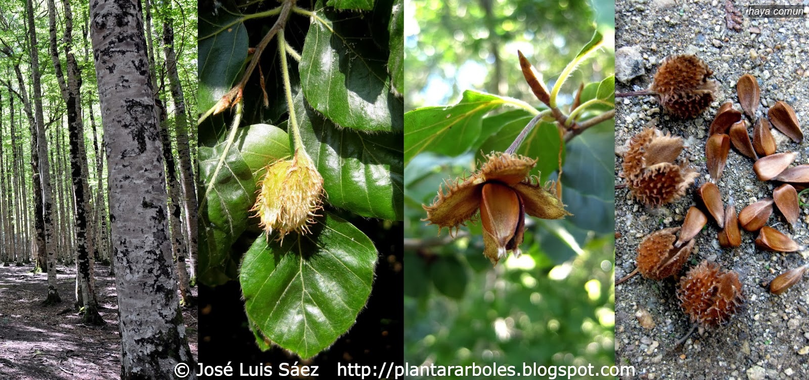 Haya comun Fagus sylvatica Haya comun Fagus sylvatica