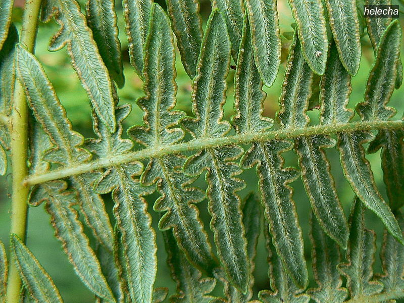helecha1