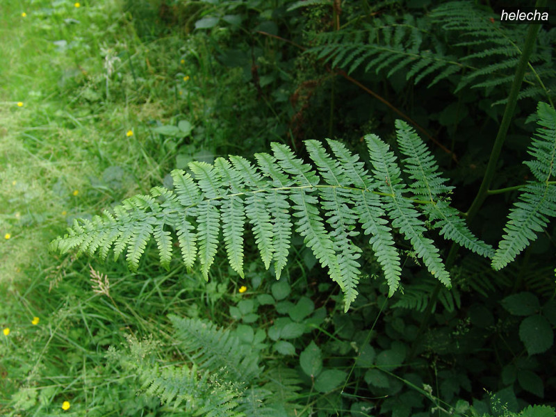 helecha pteridium aquilinum2