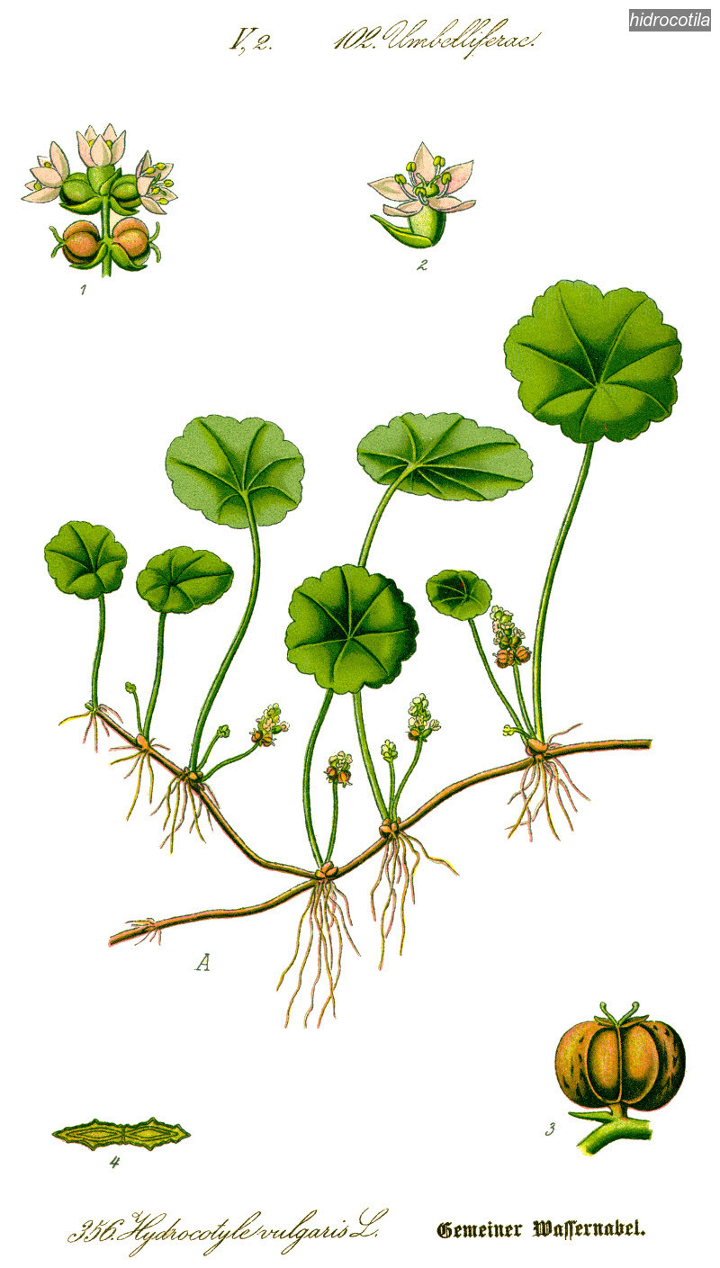 hidrocotila0