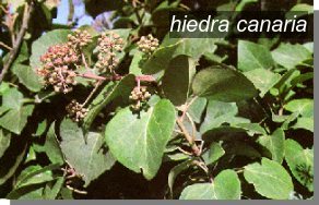 hiedra canaria0