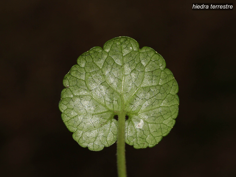 hiedra terrestre glechoma hederacea 6139