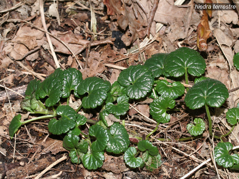 hiedra terrestre glechoma hederacea 6140
