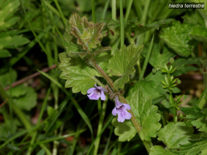 hiedra terrestre glechoma hederacea 6863
